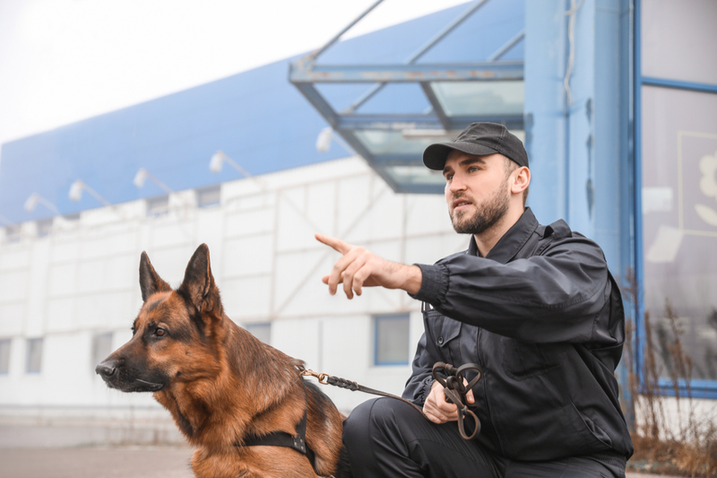 security dog and security guard