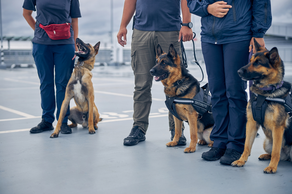 security-dogs-kent